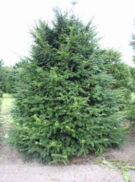 Taxus baccata Sol 5xv mDb 125-150x200-225