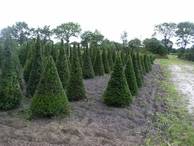 Taxus baccata -Kegel- 140-160-180