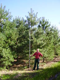 Pinus sylvestris Sol mDb 500-600