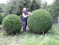 Taxus baccata -Kugel- bis 200 cm