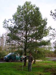 Pinus sylvestris Sol 8xv mDb 900-1000