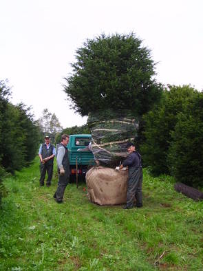 Taxus baccata Sol 400-450