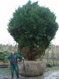 Taxus baccata Sol mDb 250-300x450-500