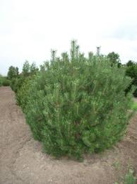 Pinus mugo 150-200x175-200