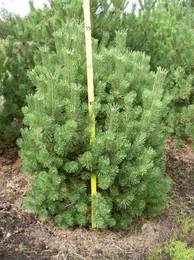 Pinus mugo 80-100x125-150