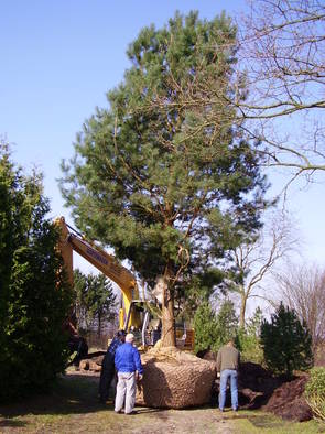 Pinus sylestris 9-10 m