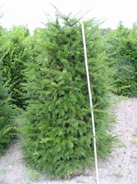 Taxus baccata Sol 4xv mDb 80-100x150-175