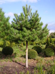 Pinus nigra nigra Sol 40-45