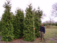 Thuja plicata Excelsa Sol 4xv mDb 350-400