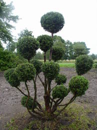 Taxus baccata -Bonsai-