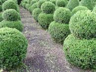 Ilex crenata 'Glorie Gem' -Doppelkugel- 70-80-90