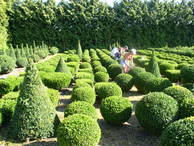 Buxus sem. arborescens  -Formen