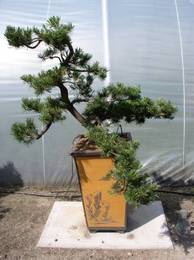 Pinus parviflora 33c 80-90