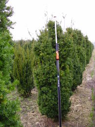 Taxus media Hillii Sol mDb 175-200