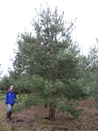 Pinus sylvestris Sol mDb 700-800