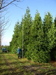 Thuja plicata Excelsa Sol 8xv mDb 800-900