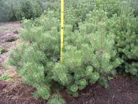Pinus mugo mughus 150-175x100-125