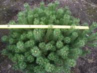 Pinus mugo pumilio 80-100