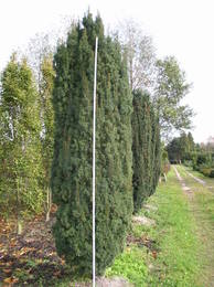 Taxus baccata 'Fastigiata' Sol mDb 300-350