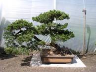 Pinus parviflora 195 70-80