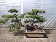 Pinus parviflora 194 50-60