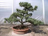 Pinus parviflora 185 70-80