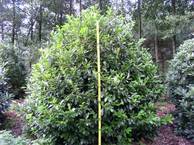 Prunus lau. 'Hollandia' 200-250 x200-250