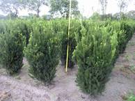 Taxus media Hillii 3xv mB 70-80-100