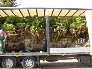 kleinere Rhododendron Solitr 225 - 250 x 180 - 200