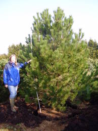 Pinus nigra nigra Sol 300-350