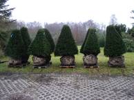 Taxus baccata Pyramiden