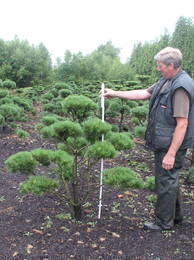 Pinus syl. Norske Typ -Bonsai-