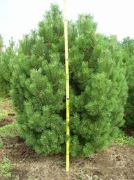 Pinus mugo 125-150x175-200