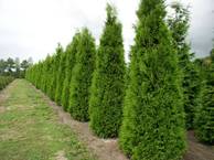 Thuja occidentalis Brabant Sol 4xv mDb 400-450